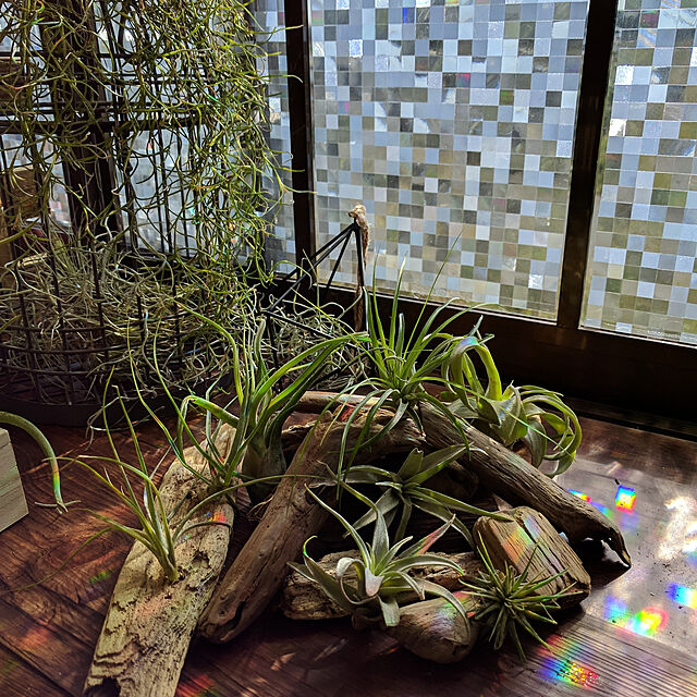 koRoの-（観葉植物）エアープランツ　チランジア　コットンキャンディ　ピンク（1株）【HLS_DU】の家具・インテリア写真