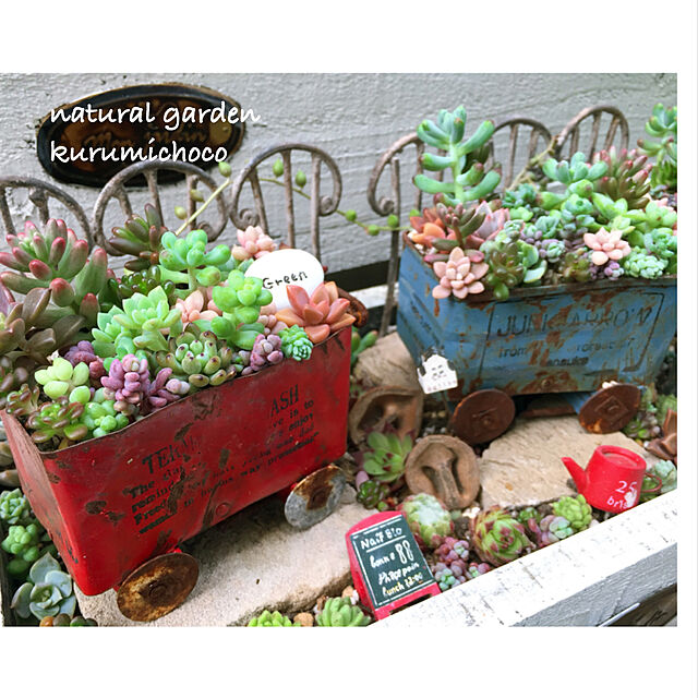kurumichocoの-多肉植物ポット苗 　虹の玉の家具・インテリア写真