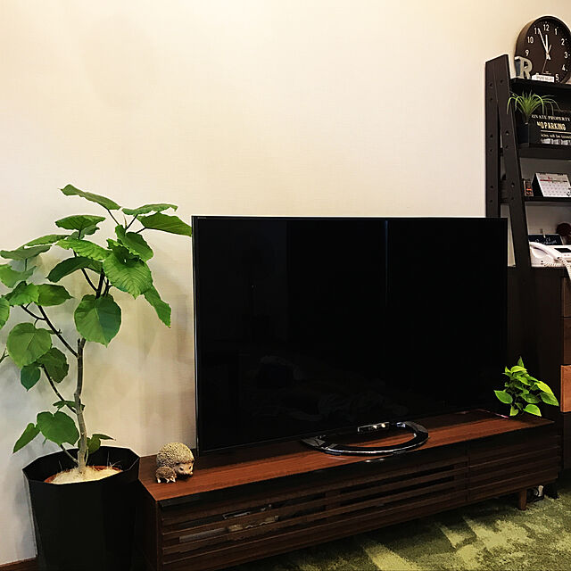 yoppyの観葉植物のパーフェクトグリーン-フィカス ウンベラータ ゴムの木 黒色鉢カバー付 観葉植物 中型 大型 インテリア ウランベータの家具・インテリア写真