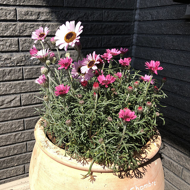 kaorinの-草花の苗/ローダンセマム：エルフ　ピンク3.5号ポットの家具・インテリア写真