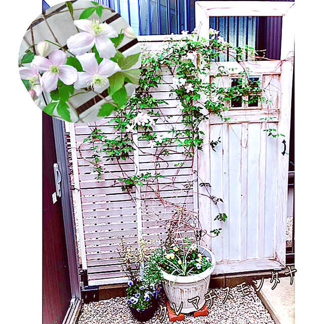 hinamamaの園芸ネット-クレマチス：スノーフレーク4号ポット[2年生苗]（モンタナ系）の家具・インテリア写真