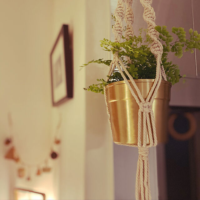 aminko-chanの-観葉植物/アジアンタム：フラグランス5号鉢植えの家具・インテリア写真
