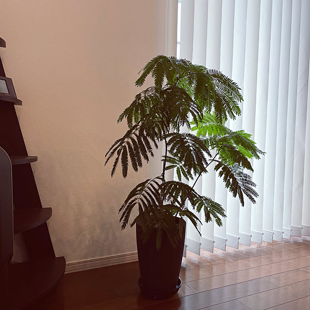 写真付きレビュー エバーフレッシュ ねむの木 6号鉢サイズ 鉢植え ネムの木 アカサヤネムノキ エバフレッシュ 送料無料 薫る花 観葉植物 おしゃれ インテリアグリーン アジアンテイスト 大型 中型の通販商品 口コミ情報 Roomclipショッピング