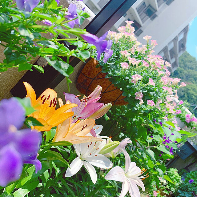 Tenの-■新鮮花壇苗■トレニア　カタリーナブルーリバー10．5cmポット苗の家具・インテリア写真