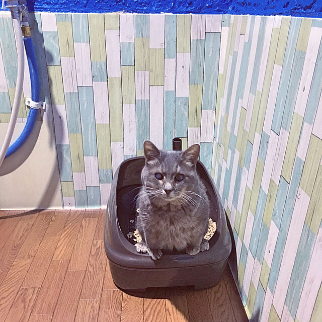 Yokoの花王-花王 ニャンとも清潔トイレセット ブラウン オープンタイプ [猫用トイレ本体]の家具・インテリア写真