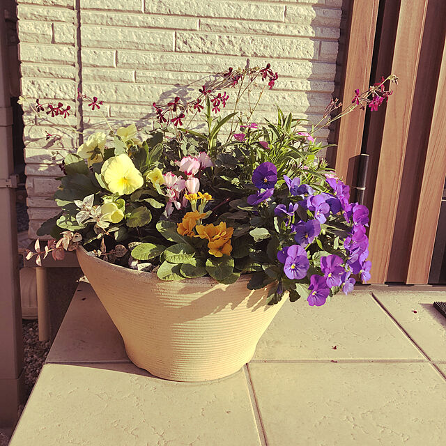 maririのエルフルール-店長おまかせ 季節の花苗8個セット ガーデニング 園芸 寄せ植え 花 苗の家具・インテリア写真