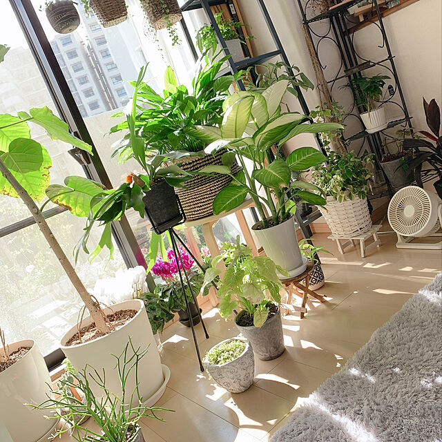 Tenの-プテリス アルボリネアータ（3号）観葉植物の家具・インテリア写真