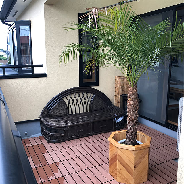 chaichaiの-フェニックスロベレニー　9号Ｍサイズ　（シンノウヤシ）　観葉植物　インテリア　開店祝い　新築祝い　シンボルツリー  ドライガーデンの家具・インテリア写真