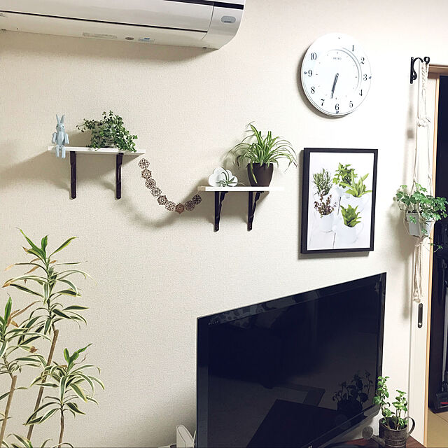 umeboshi08の-選べるエアープランツ Part1 （エアープランツ エアプランツ 観葉植物）の家具・インテリア写真