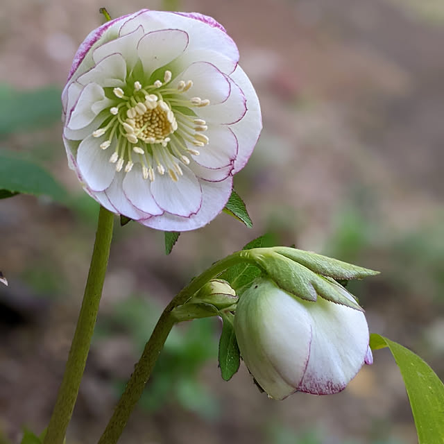 今年開花株 ミヨシクリスマスローズ ホワイトオーケストラ宿根草1苗 Fodexpo Com Co