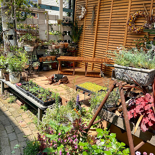 na-chanの遊恵盆栽-おしゃれ 観葉植物：コロキア コトネアスター*の家具・インテリア写真