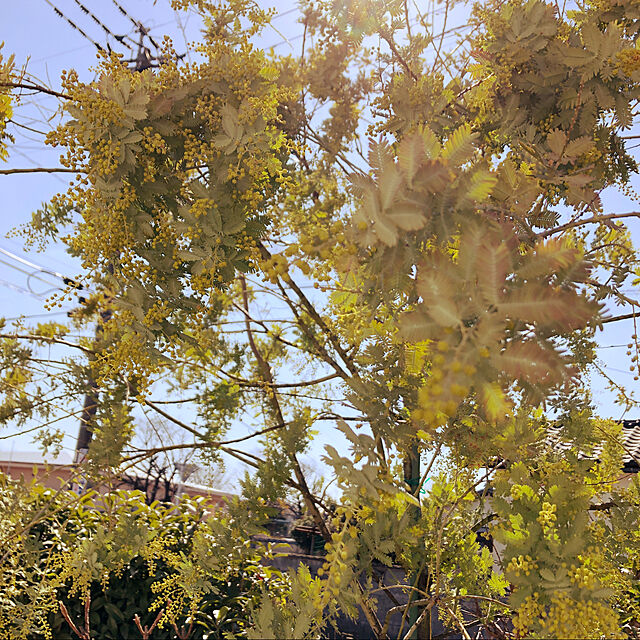 lilyのマルシェ青空-アカシア・デクレンス（ブラックワトル、ミモザアカシア）の種（10粒）の家具・インテリア写真