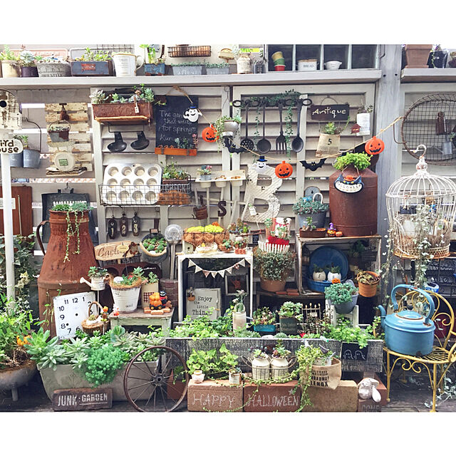 kurumichocoの-■新鮮花壇苗■グレコマ　バリエガータ9cmポット苗の家具・インテリア写真