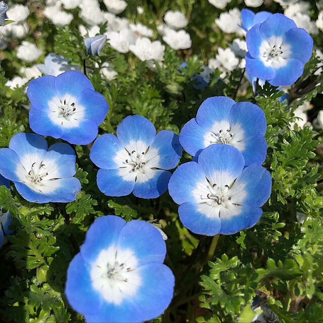 t-blueの-【当店農場生産】ネモフィラ ペニーブラック 9センチポット苗 寒さに強い！可愛いお花です♪の家具・インテリア写真