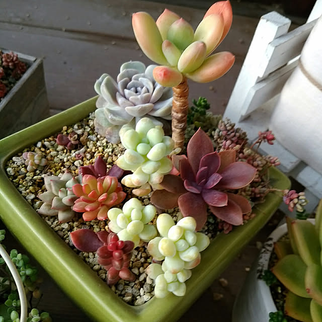 写真付きレビュー スイートキャンディー パキフィツム属 多肉植物 9cmポット観葉植物 雑貨 おすすめ インテリア 暮らし 室内 植物 育て方 切り戻し 花 鉢の通販商品 口コミ情報 Roomclipショッピング