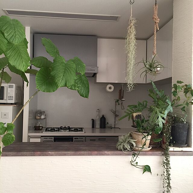 bubuのエコロジープランツ-エアープランツ キセログラフィカ 約20cm 1株 エアプランツ チランジア 土不要の観葉植物 インテリア 植物 室内の家具・インテリア写真