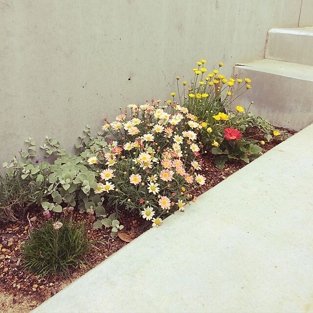 RRKE25の-草花の苗/ガーデンガーベラ（ガルビネア）：スイート　グロウ3.5号ポットの家具・インテリア写真