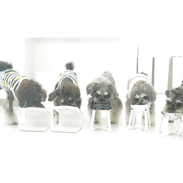 to2113toの-pecolo Food Stand S(Tall) 陶器浅型　フードボウルスタンド 犬　フードボウルの家具・インテリア写真