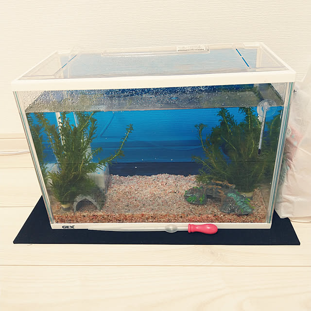 写真付きレビュー Gex 金魚元気水きれいセットl 初心者 お一人様1点限り 関東当日便の通販商品 口コミ情報 Roomclipショッピング
