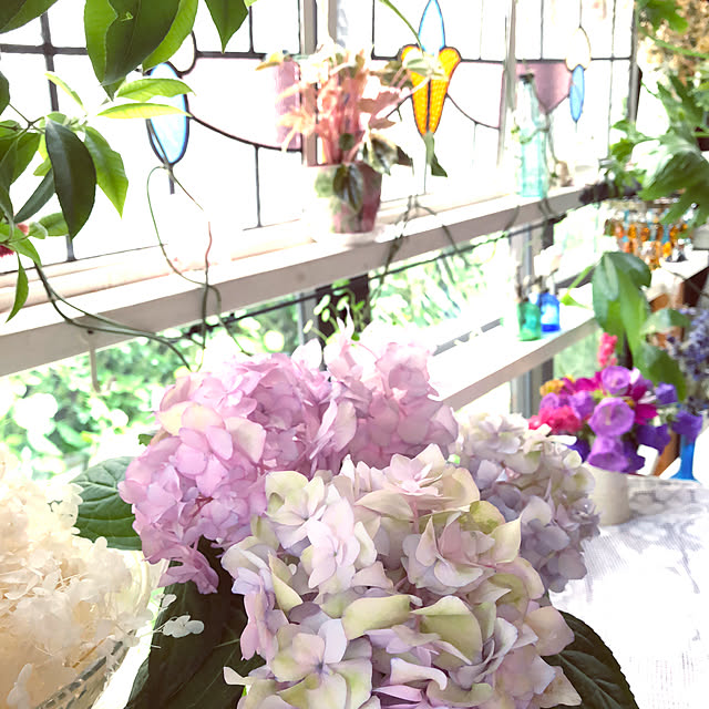 na-chanの-ガーデン・ハイドランジア【ミスサオリ】　3号ポットチェルシーフラワーショーにてプラントオブザイヤー2014受賞八重咲の花の白地の花びらに濃いピンクの覆輪が入ります♪【ミスサオリ】　3号ポット【アジサイ】の家具・インテリア写真