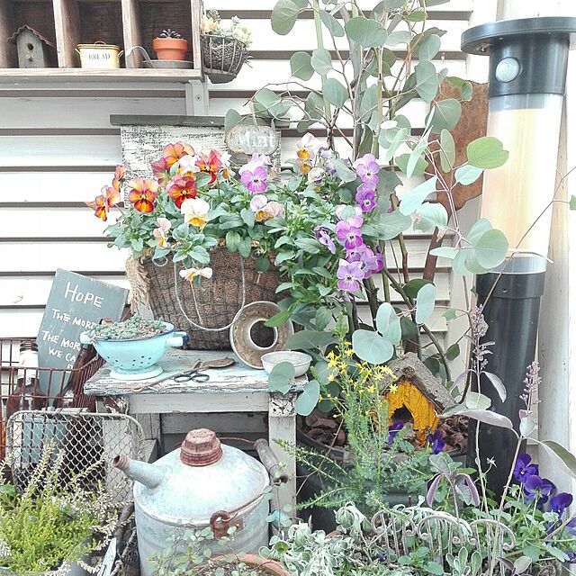 kokkomachaの-■新鮮花壇苗■ユリオプスゴールデンクラッカー9cmポットの家具・インテリア写真