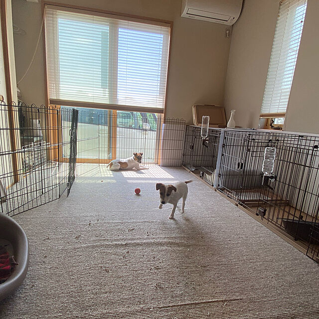 takeboo3の-Furbo ドッグカメラ ペットカメラ 飛び出すおやつ 写真 動画 双方向会話 犬 留守番 iOS Android AI通知の家具・インテリア写真