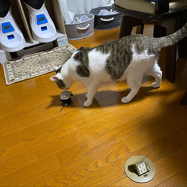 DOCAUP-PET Jnwayb 自動給餌器 猫 犬用 ペット自動餌やり機 6食