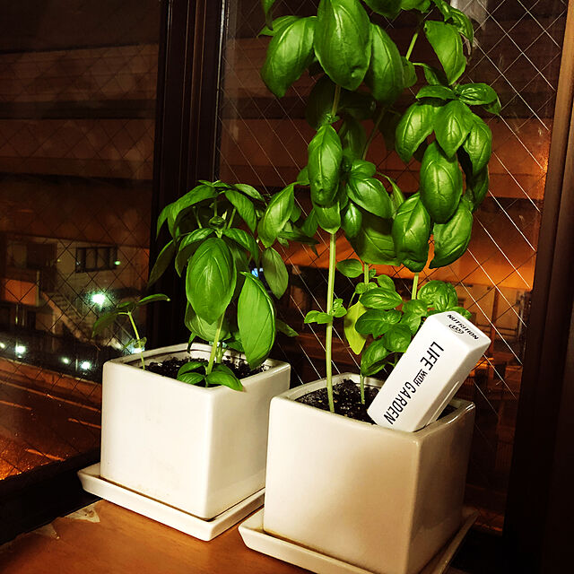 otominのスパイス-栄養剤 観葉植物 ガーデニング 雑貨 栄養剤カバー WHITEの家具・インテリア写真