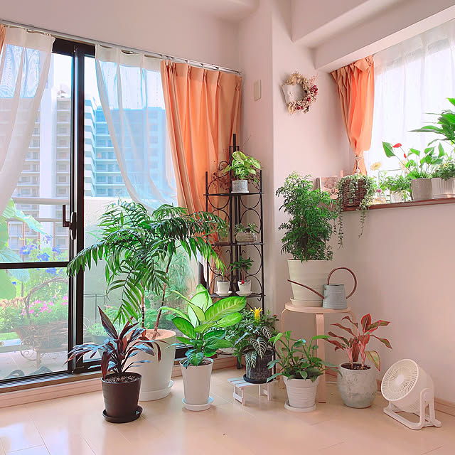 写真付きレビュー 観葉植物 アンスリウム 花色おまかせ 4 5号 1鉢 の通販商品 口コミ情報 Roomclipショッピング 写真付きレビュー 観葉植物 アンスリウム 花色おまかせ 4 5号 1鉢 の通販商品 口コミ情報 Roomclipショッピング