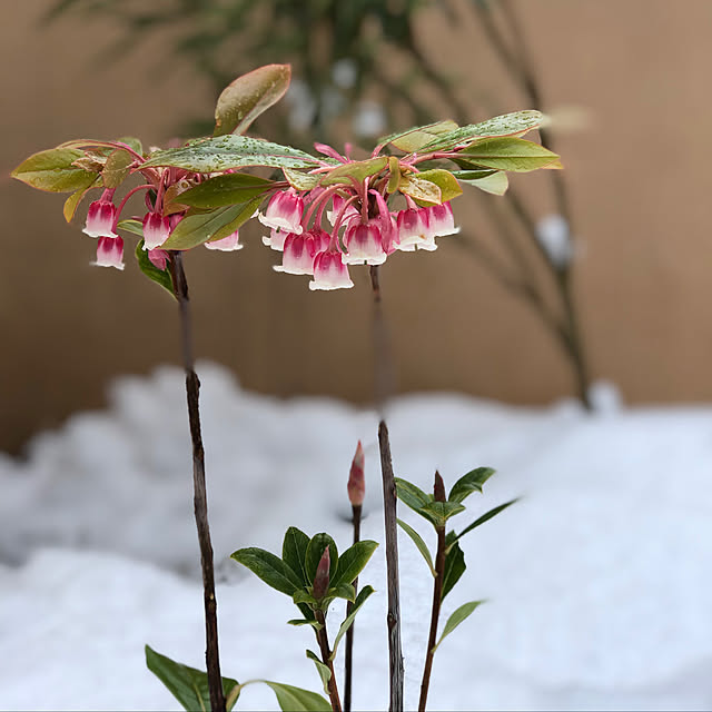 写真付きレビュー ツツジ 苗木 販売 ドウダンツツジ ピンクシャンデリア 約0 9m根巻き苗の通販商品 口コミ情報 Roomclipショッピング