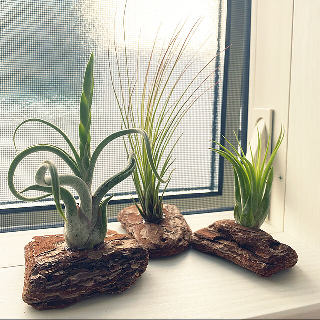stereoの-着生植物　エアープランツ チランジア　 カプトメ　ドゥーサエ　Rサイズ癒しの観葉植物　観葉植物　インテリア　おしゃれ　かっこいい　インテリアグリーンの家具・インテリア写真