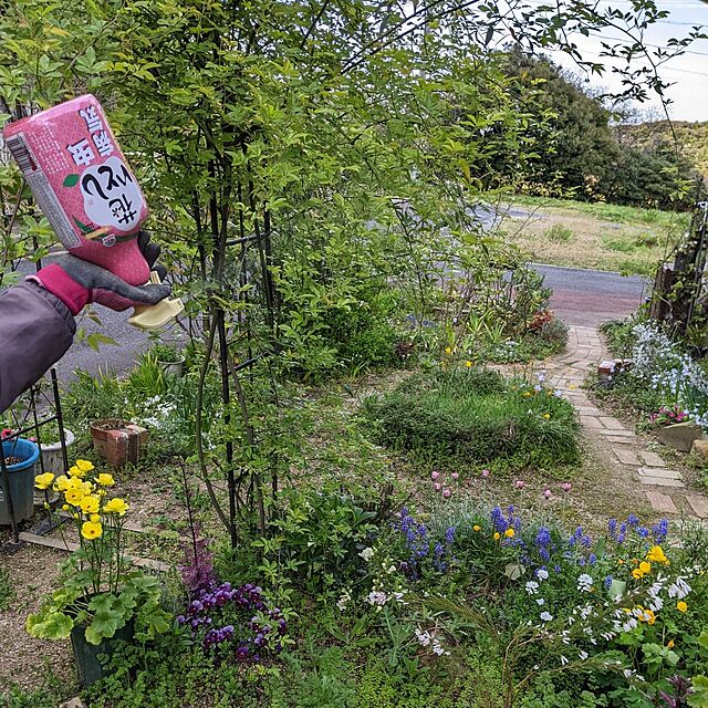 hiroの-四季咲きエリカ　ふっくらももちゃん４号鉢（苗　苗木　寄せ植え　耐暑性品種　秋の花がそろそろ終わります。つぼみが開くのは春からです）２２の家具・インテリア写真