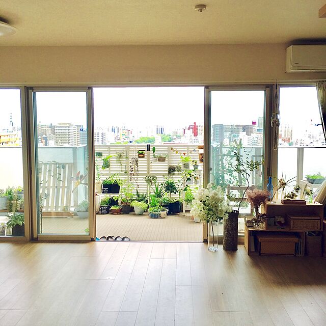 Youの-【送料無料】コウモリラン・スパーバムの苔玉(ビカクシダ）の家具・インテリア写真