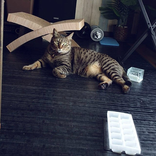 meguのペットプロジャパン-ペットプロ 猫ちゃんのつめみがき U字型 2個パック 木目BOX付の家具・インテリア写真