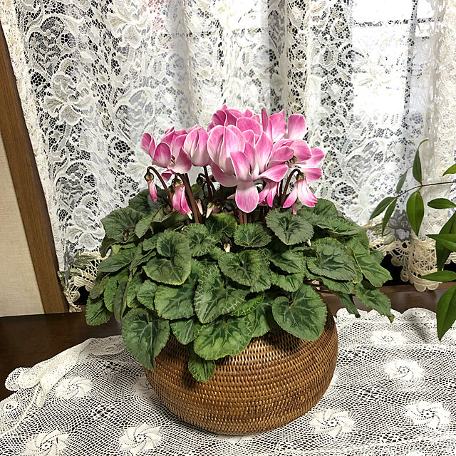 akのtabideai-ai-2023福袋　アタ製高級鉢カバー（花かご）と植物セットの家具・インテリア写真