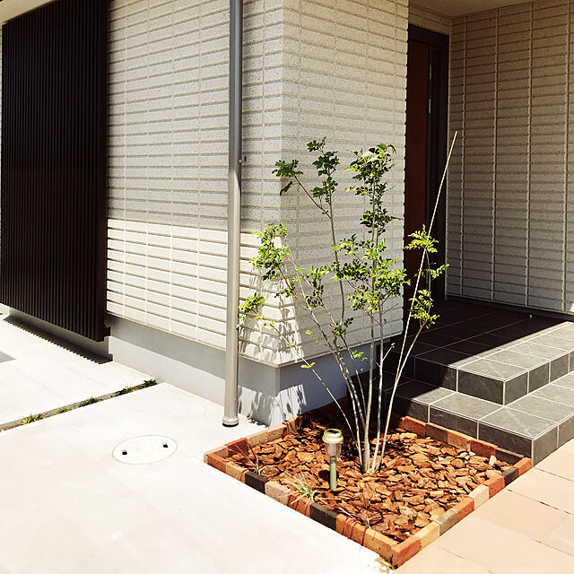 Shinのトオヤマグリーン-【6か月枯れ保証】【シンボルツリー常緑】シマトネリコ株立ち　1.5mの家具・インテリア写真