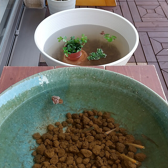 iketoの-（ビオトープ）水辺植物　メダカの鉢にも入れられる水辺植物　ムチカとアルターレッドの寄せ植え（1ポット）（アルター挿したて）【HLS_DU】の家具・インテリア写真