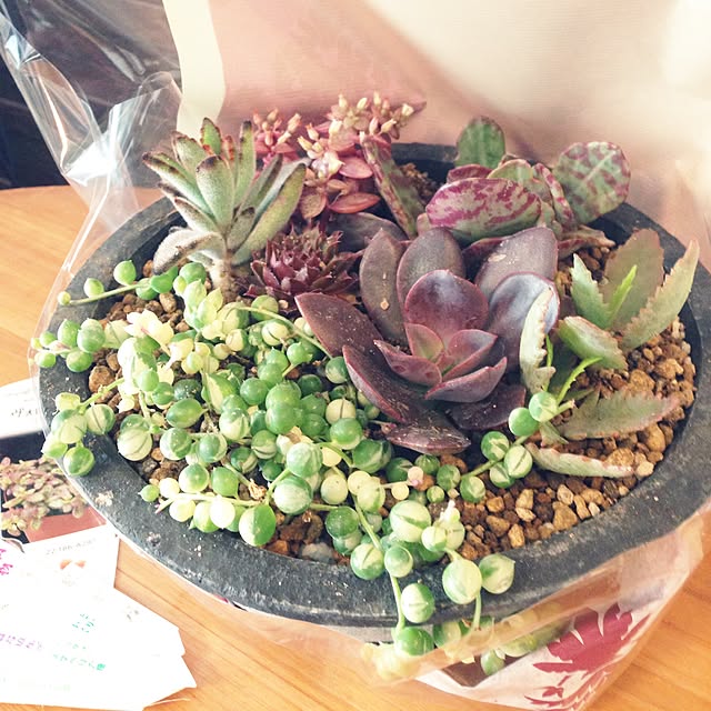 写真付きレビュー 限定レア品種 斑入りグリーンネックレス 観葉植物 多肉植物 販売 通販 種類 多肉女子 緑 ホワイト 白の通販商品 口コミ情報 Roomclipショッピング