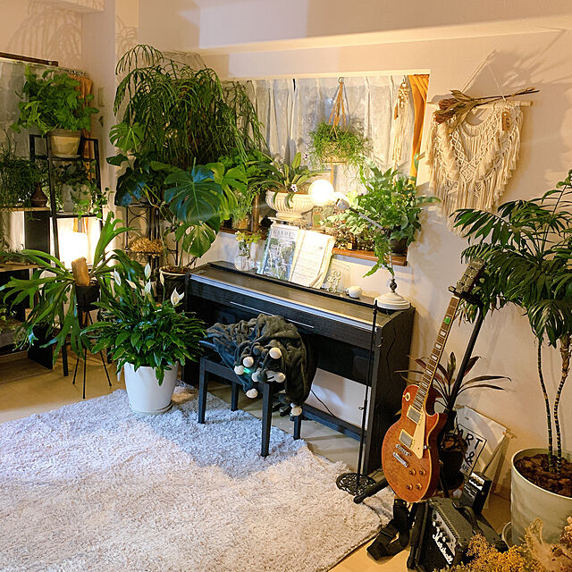 Tenの-（観葉植物）シダ　ネフロレピス　スコッチモス　4号（1鉢）【HLS_DU】の家具・インテリア写真