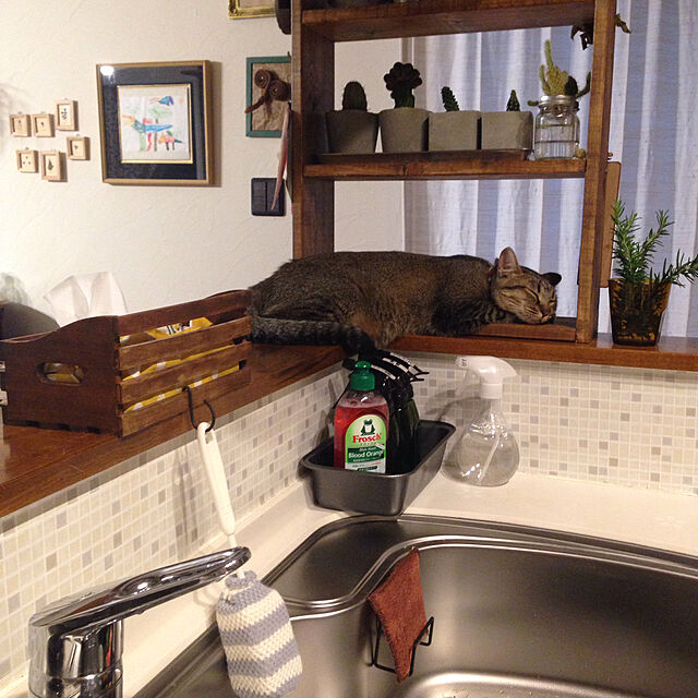 RAKUの-フロッシュ 食器用洗剤 ブラッドオレンジ 洗浄力強化タイプ(750ml)【フロッシュ(frosch)】の家具・インテリア写真
