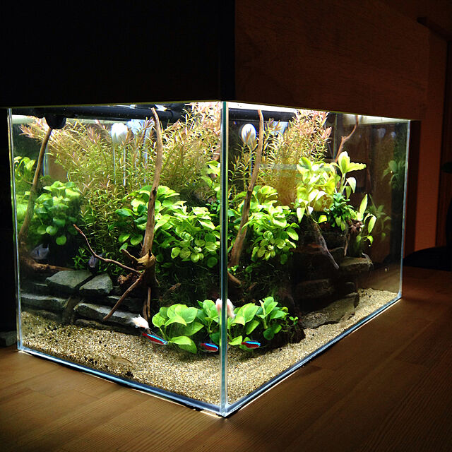 hiroomの-（水草）アヌビアスナナ　輝板石　Sサイズ（水上葉）（3個）の家具・インテリア写真
