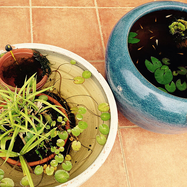hiroomの-（水草）鉢植え　ミニマッシュルーム（水上葉）（無農薬）（3鉢）の家具・インテリア写真