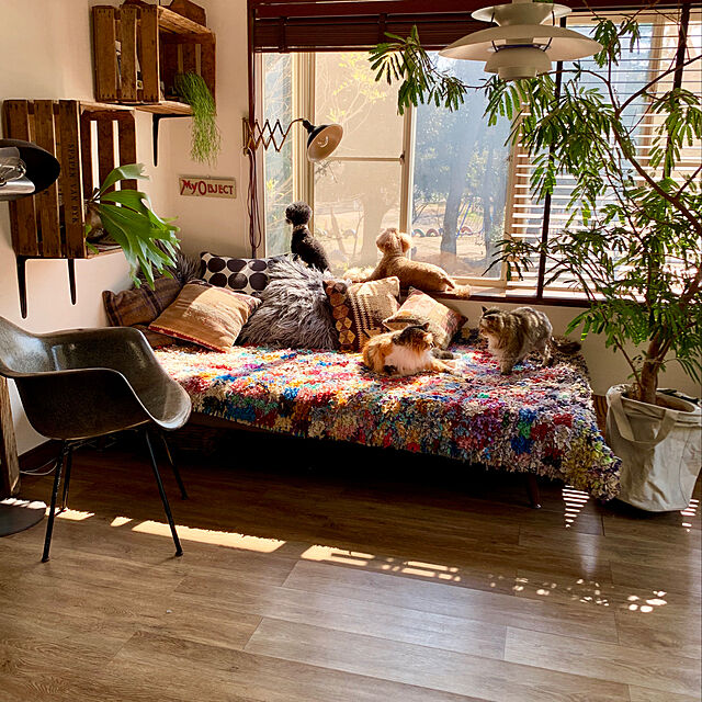 Megumiの-ラルジュデイベッド マット付き ベッド シングルベッド ソファ ソファベッド フレーム マット付き ポケットコイル すのこの家具・インテリア写真
