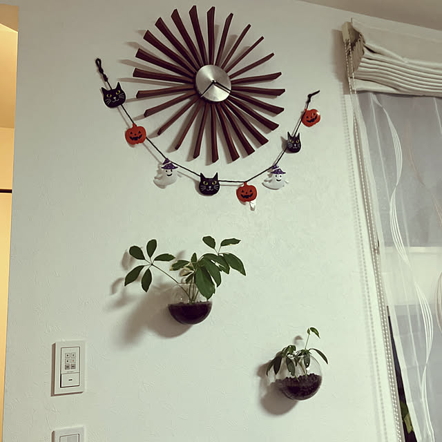 写真付きレビュー】Urhomy 壁掛け水槽 アクリルフィッシュボウル