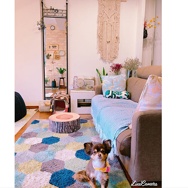 arinkoの-ルックルック ハムスター/飼育セット ケージ ジャンガリアン ドワーフ サンコーの家具・インテリア写真