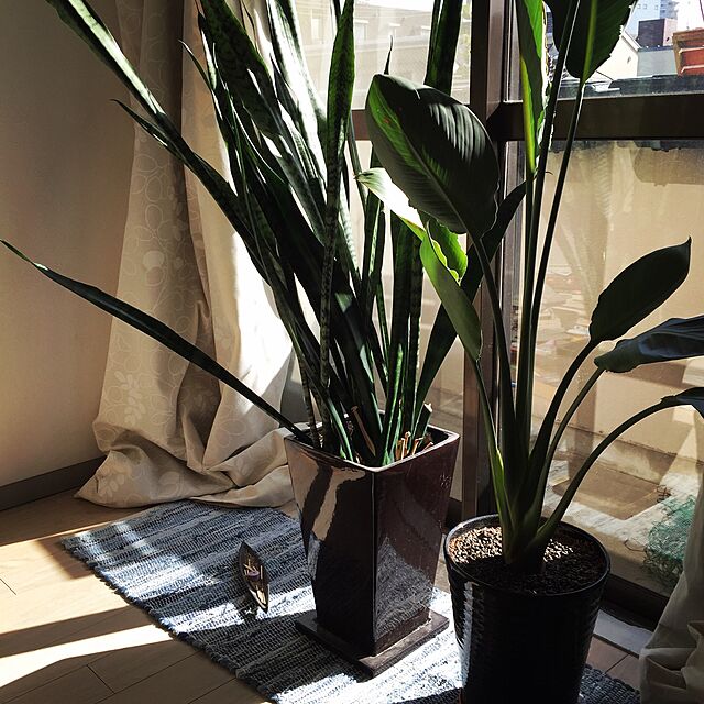 takaayaの［観葉植物の専門店 彩植健美］-観葉植物 本物 ストレリチア・レギネ（白陶器）の家具・インテリア写真