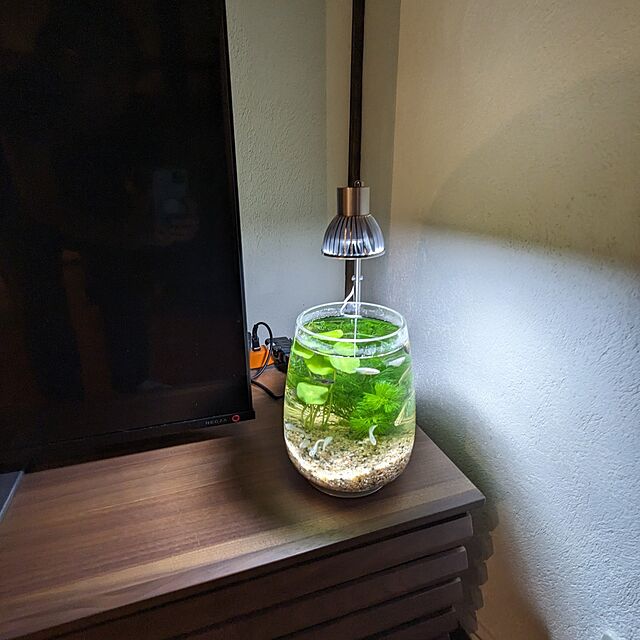 chiibou5223の水作-水作 Komorebi[こもれび] スタンド型LEDライト 植物育成の家具・インテリア写真