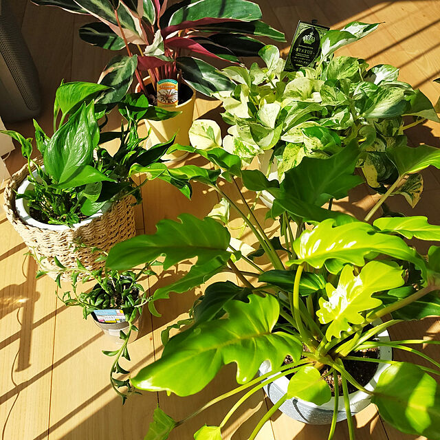 hm_myhomeの-観葉植物/フィロデンドロン：クッカバラ ライム5.5号プラ鉢入りの家具・インテリア写真