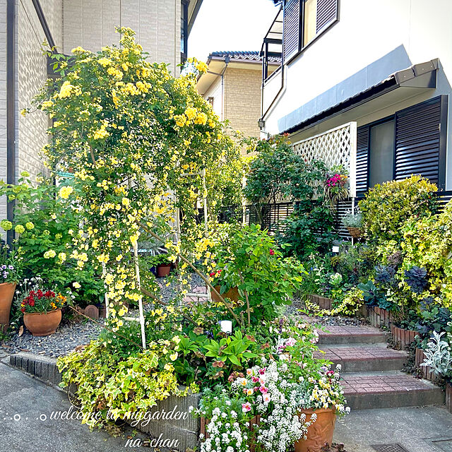 na-chanの-ミニバラ 『 グリーンアイス 』9cmポット苗 （四季咲き）【 2個セット 】の家具・インテリア写真