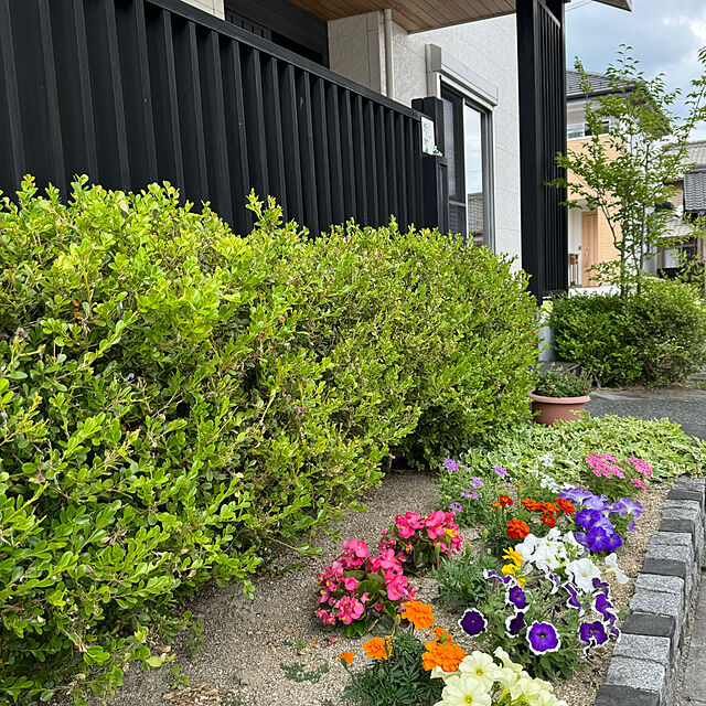 wakaba223の-花苗 セット 送料無料 春のお花おまかせ20ポット ガーデニングに最適です。沖縄・離島を除くの家具・インテリア写真
